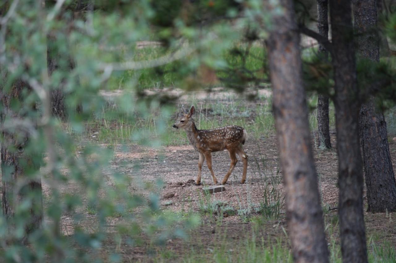 Rampart Range Resort Woodland Park Bagian luar foto